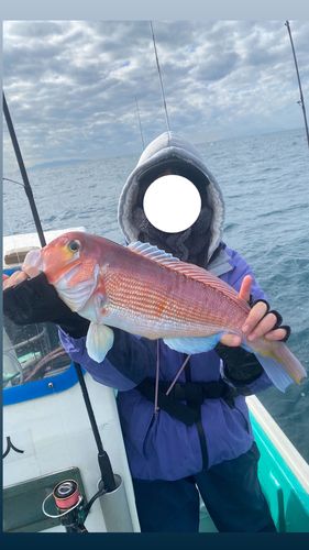 アカアマダイの釣果
