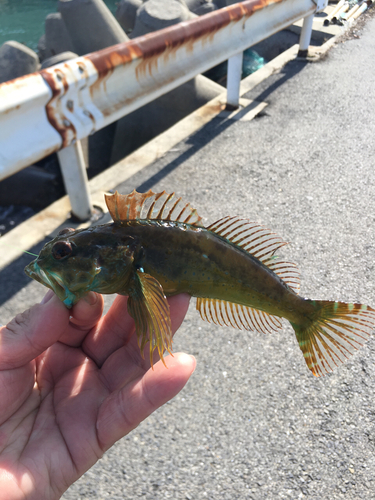 タケノコメバルの釣果