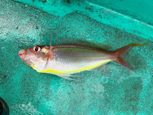 ソコイトヨリの釣果