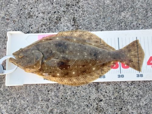 ヒラメの釣果