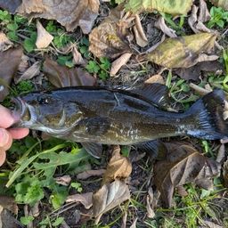 スモールマウスバス