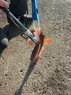 ホウボウの釣果