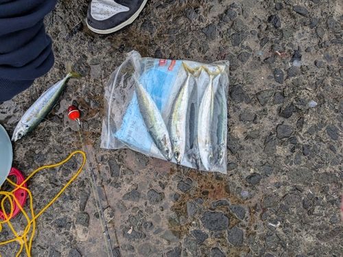 ムロアジの釣果