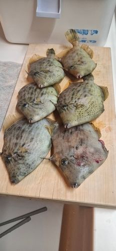 カワハギの釣果