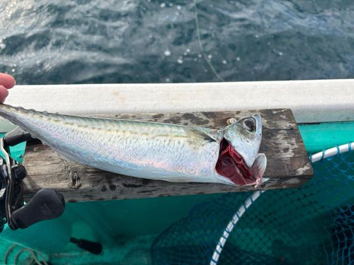 サバの釣果