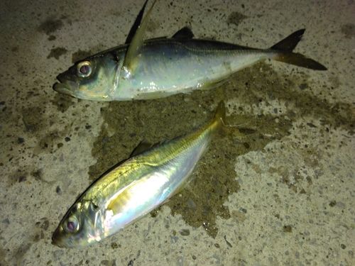 金沢水際線緑地（福浦岸壁）