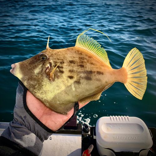 カワハギの釣果