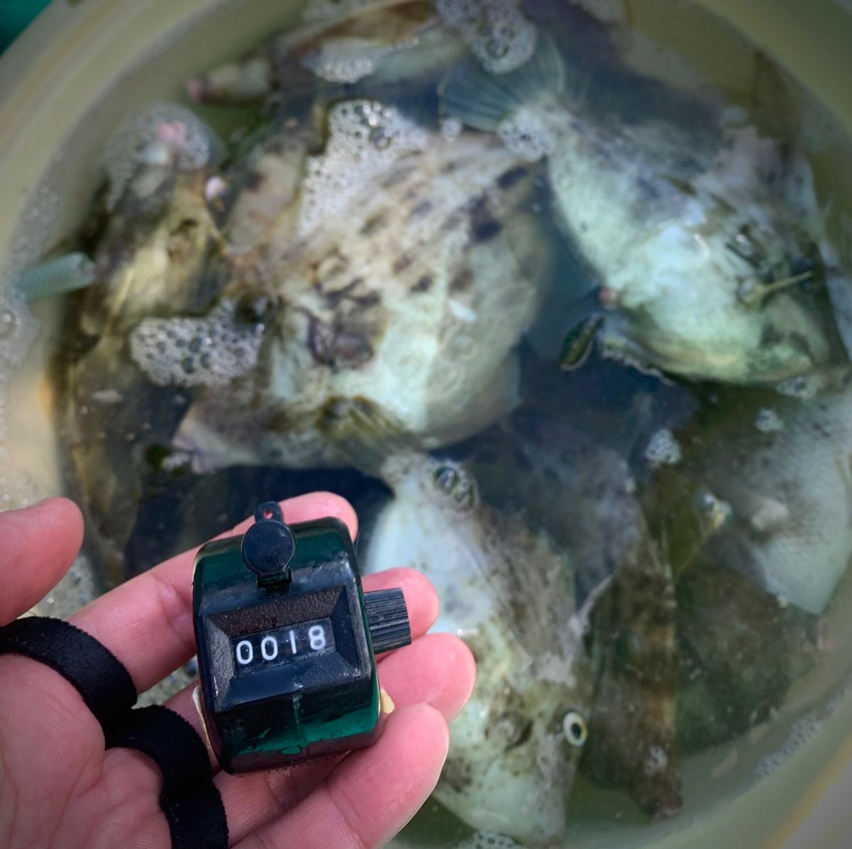 和歌山のもりもっちゃんさんの釣果 2枚目の画像