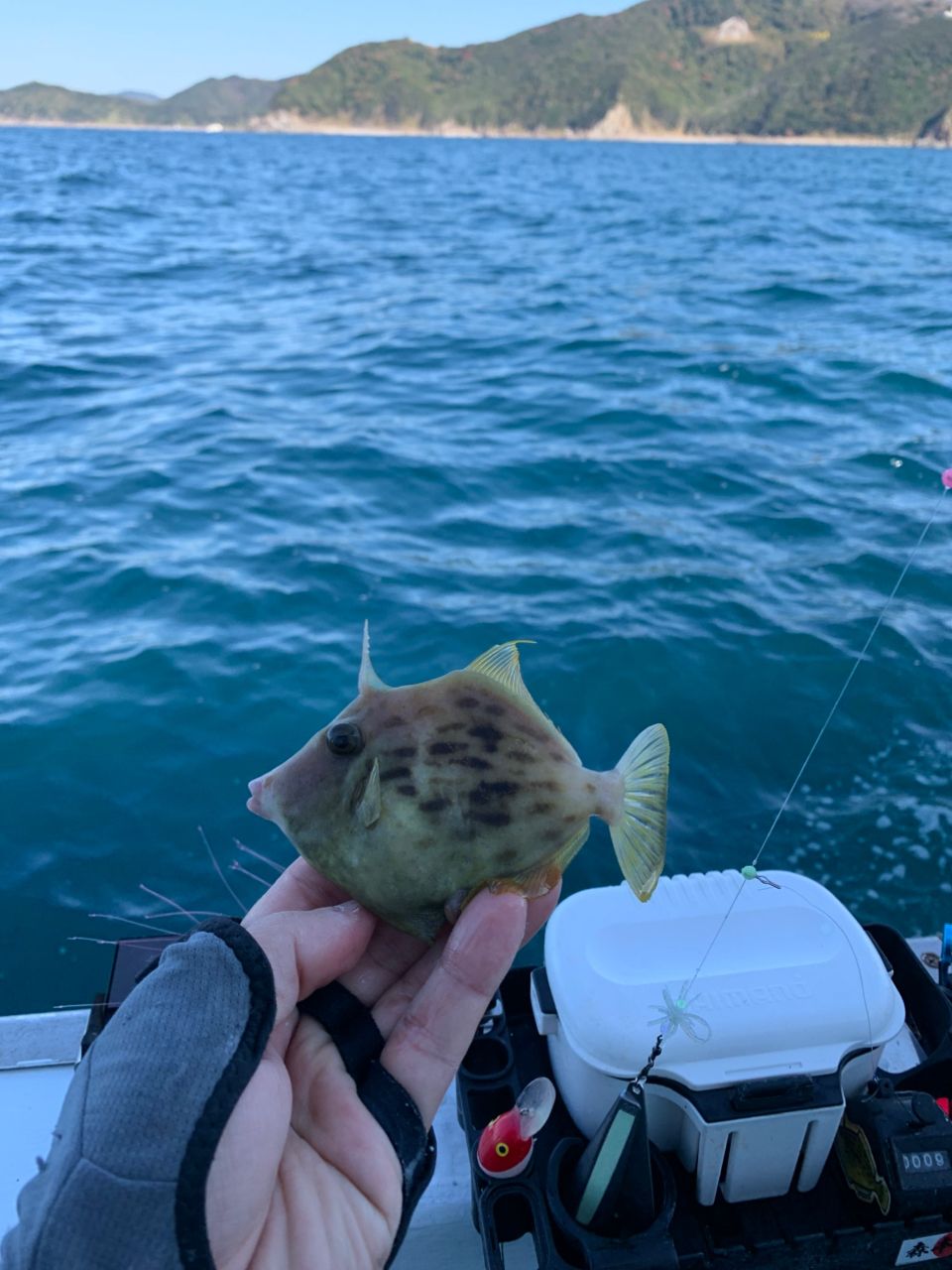 和歌山のもりもっちゃんさんの釣果 3枚目の画像