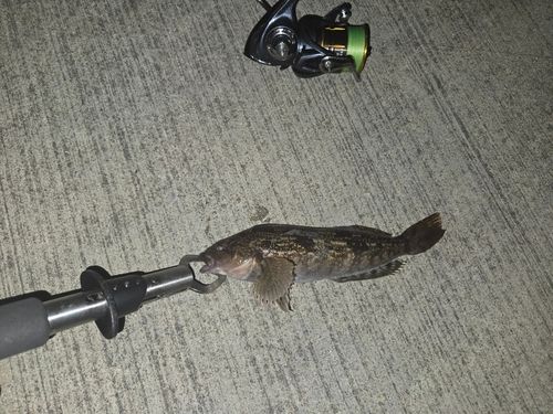 アイナメの釣果