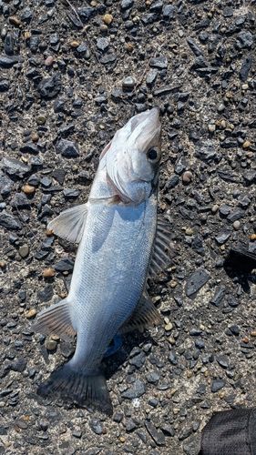 銚子マリーナ堤防