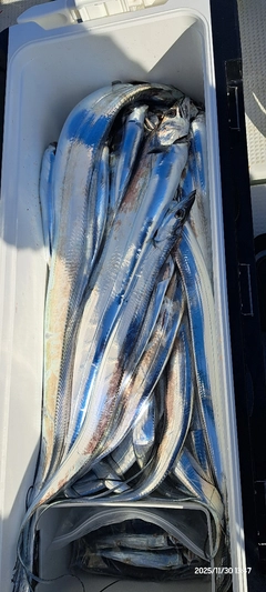 タチウオの釣果