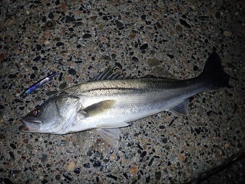スズキの釣果