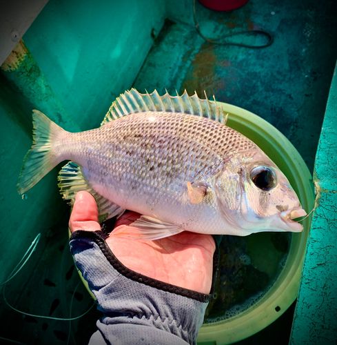 メイチダイの釣果
