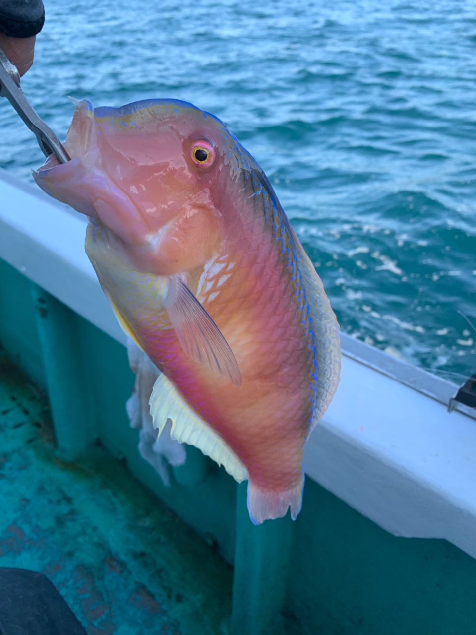 和歌山のもりもっちゃんさんの釣果 2枚目の画像