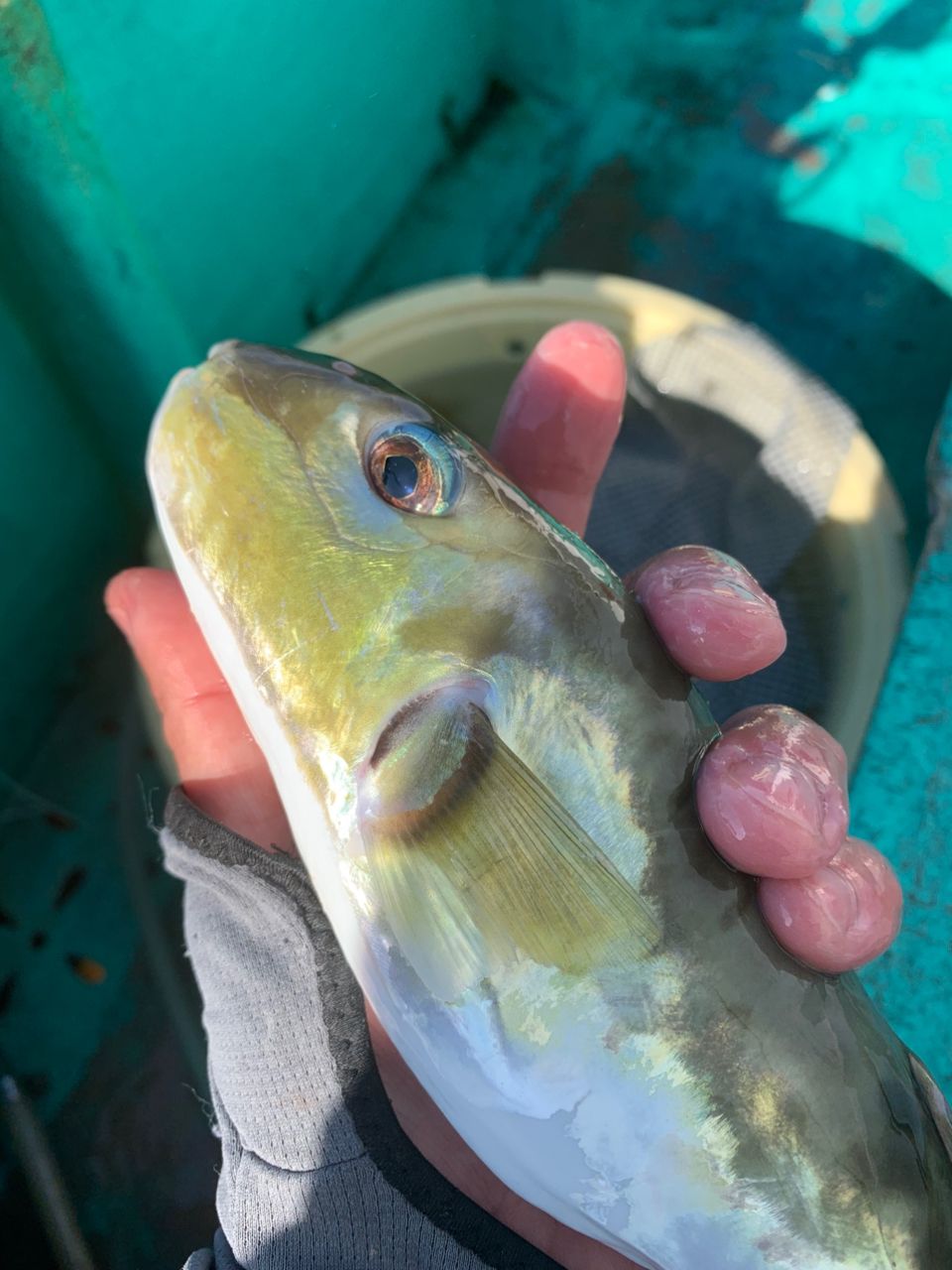 和歌山のもりもっちゃんさんの釣果 3枚目の画像