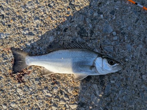 セイゴ（ヒラスズキ）の釣果