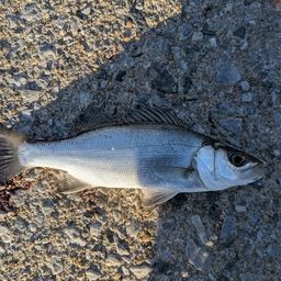 セイゴ（ヒラスズキ）