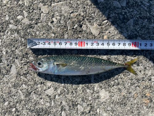 ゴマサバの釣果