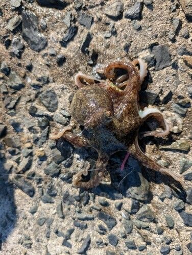 イイダコの釣果