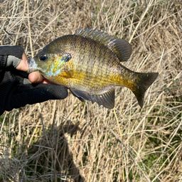 ブルーギル