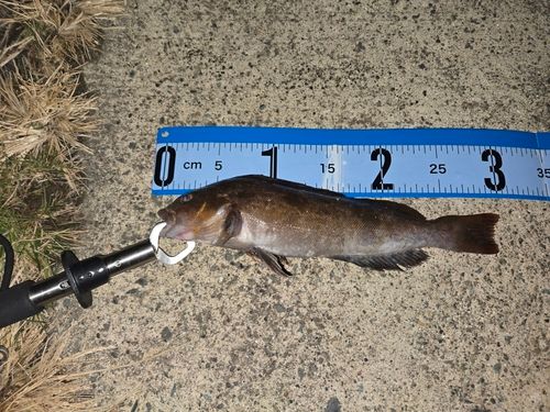 アイナメの釣果