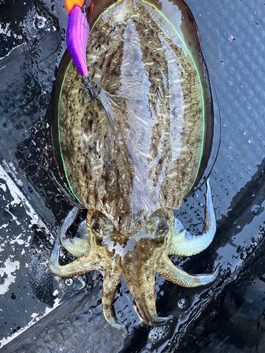 モンゴウイカの釣果