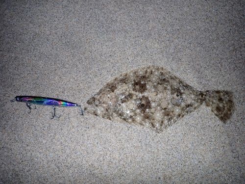 ヒラメの釣果