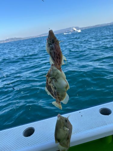 カワハギの釣果