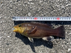 コブダイの釣果