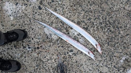 タチウオの釣果