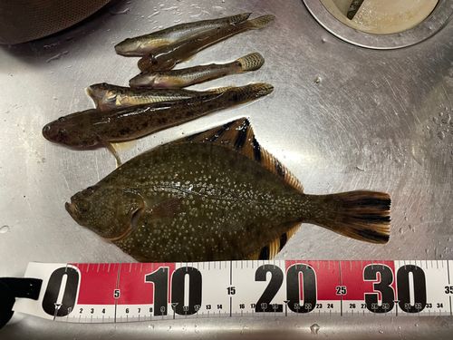 カレイの釣果