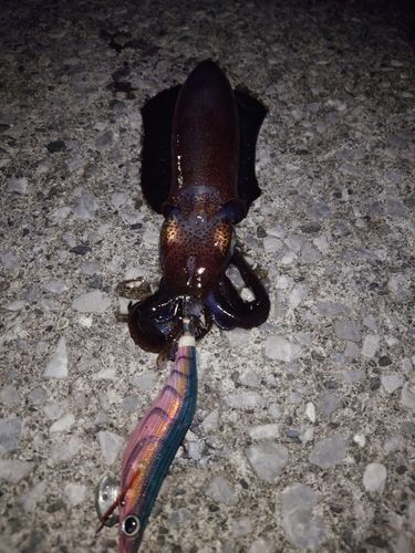 住吉漁港（高知）