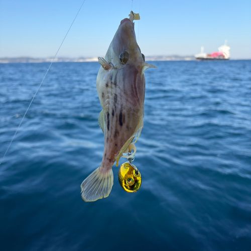 カワハギの釣果