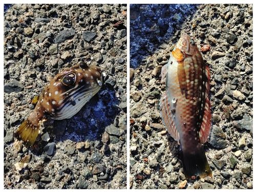 サザナミフグの釣果