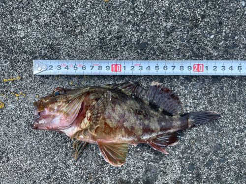 かまえ海上釣り堀 釣っちゃ王