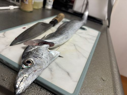 タチウオの釣果