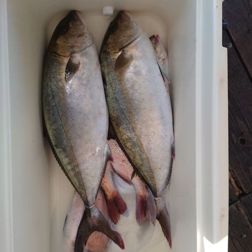 カンパチの釣果