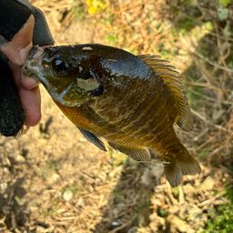ブルーギル