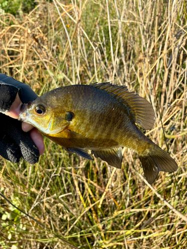 ブルーギルの釣果