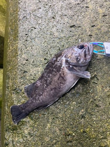 クロソイの釣果