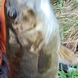 スモールマウスバス