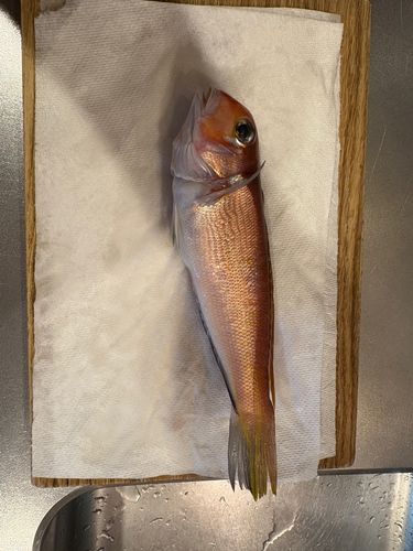 アマダイの釣果