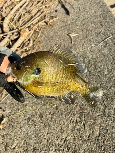 ブルーギルの釣果