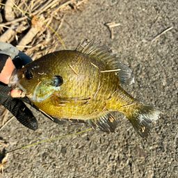 ブルーギル