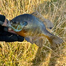 ブルーギル