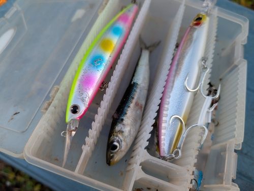 マイワシの釣果