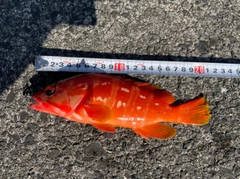 アカハタの釣果