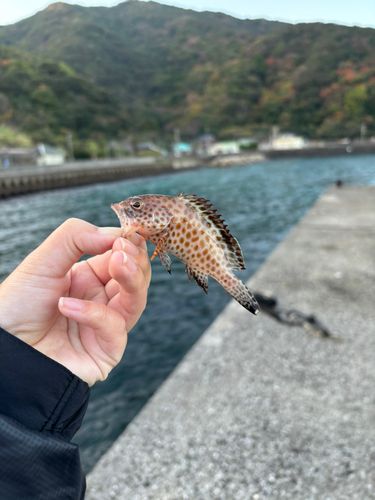 オオモンハタの釣果
