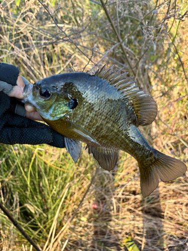 ブルーギルの釣果